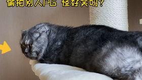 娱乐吃瓜猫嘎嘎
